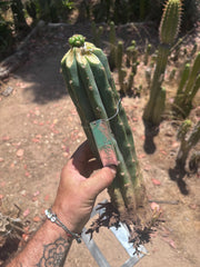 💎👑💎🌶️ CareBear — Fat Rooted Graft