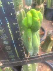 💎👑🌶️ Sam02  — 7” Tip