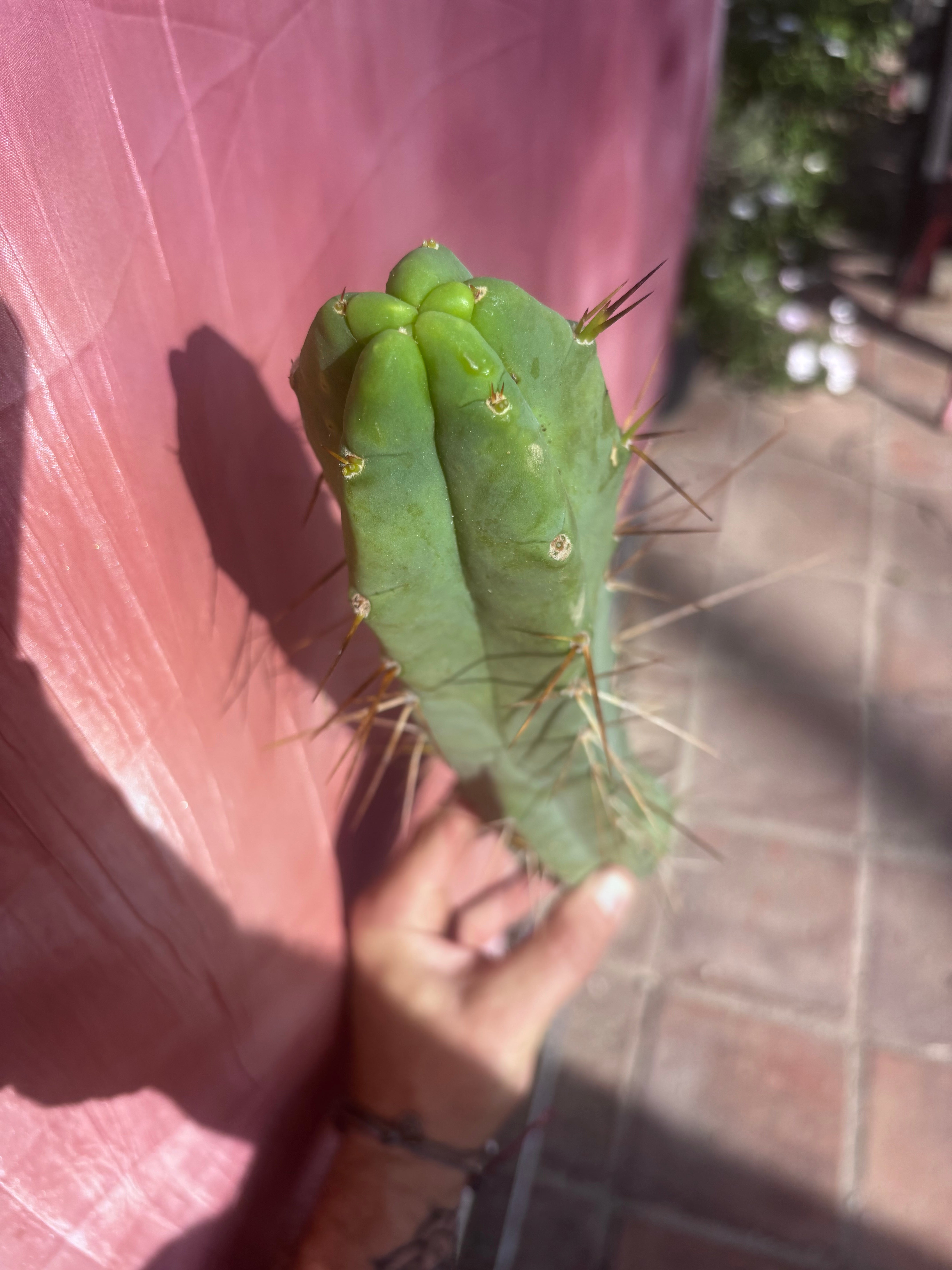 👑🌶️ TBQM  — 14” Tip