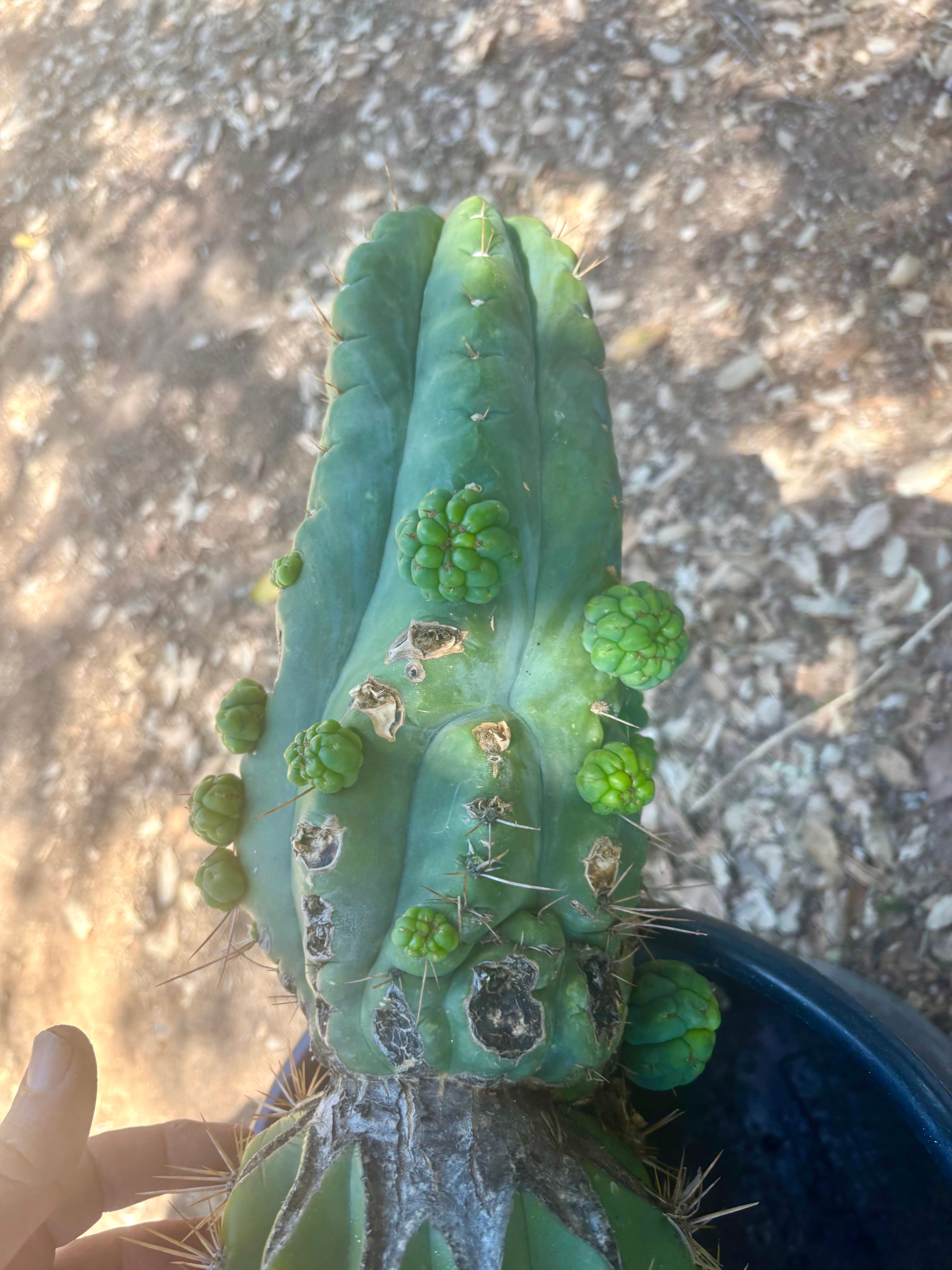 💎👑💎 Havran — Pup Grafts on Rooted Shine01 (3 Available)