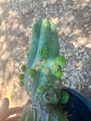 💎👑💎 Havran — Pup Grafts on Rooted Shine01 (3 Available)