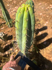 👑🌶️🌶️  Lumberjack — XL 14” Tip