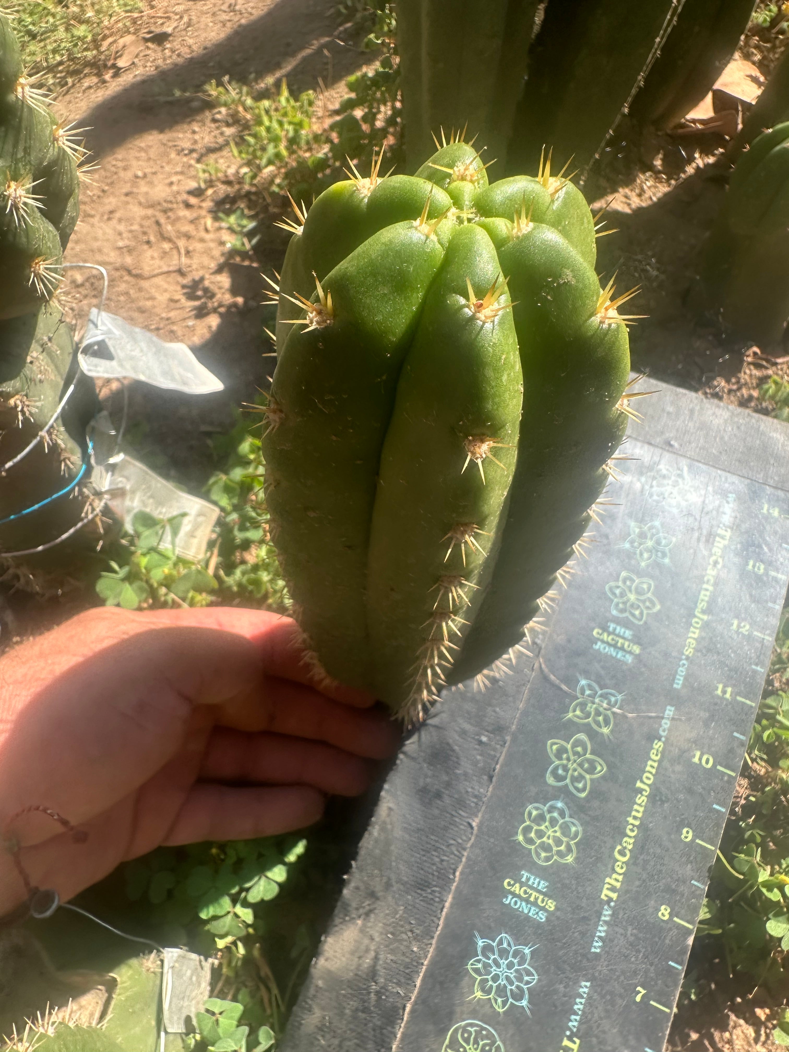💎👑 CareBear — 8” Pup
