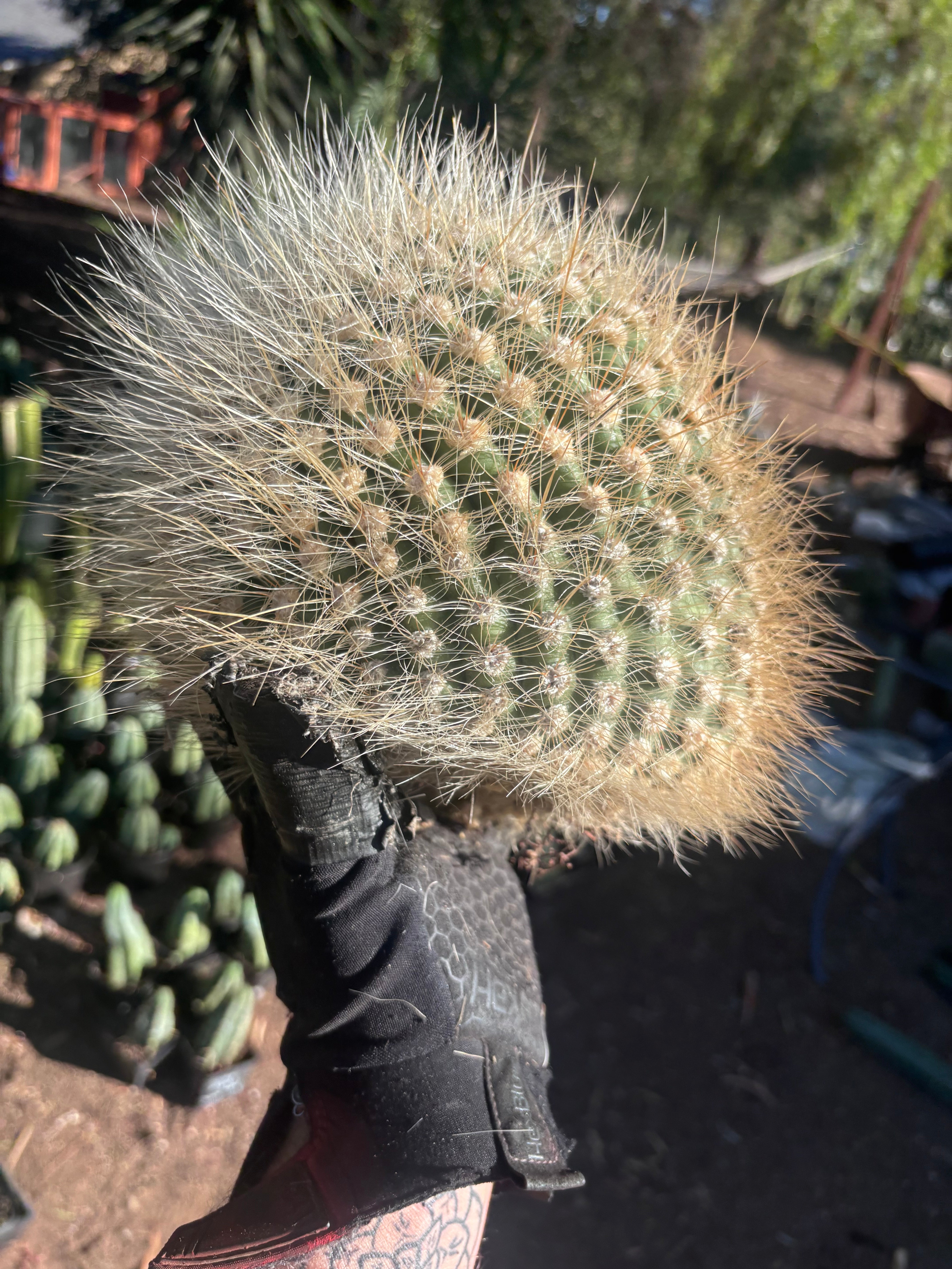 💎 T. Atacamensis — 10” x 8” Melon