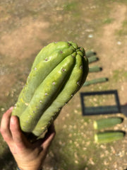 💎👑🌶️ Tom Juuls Giant  — XL 15” Tip