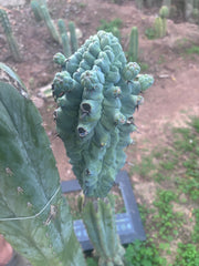 💎👑💎 Glorp — XXL Pupsplosion Graft (Re-Listing)