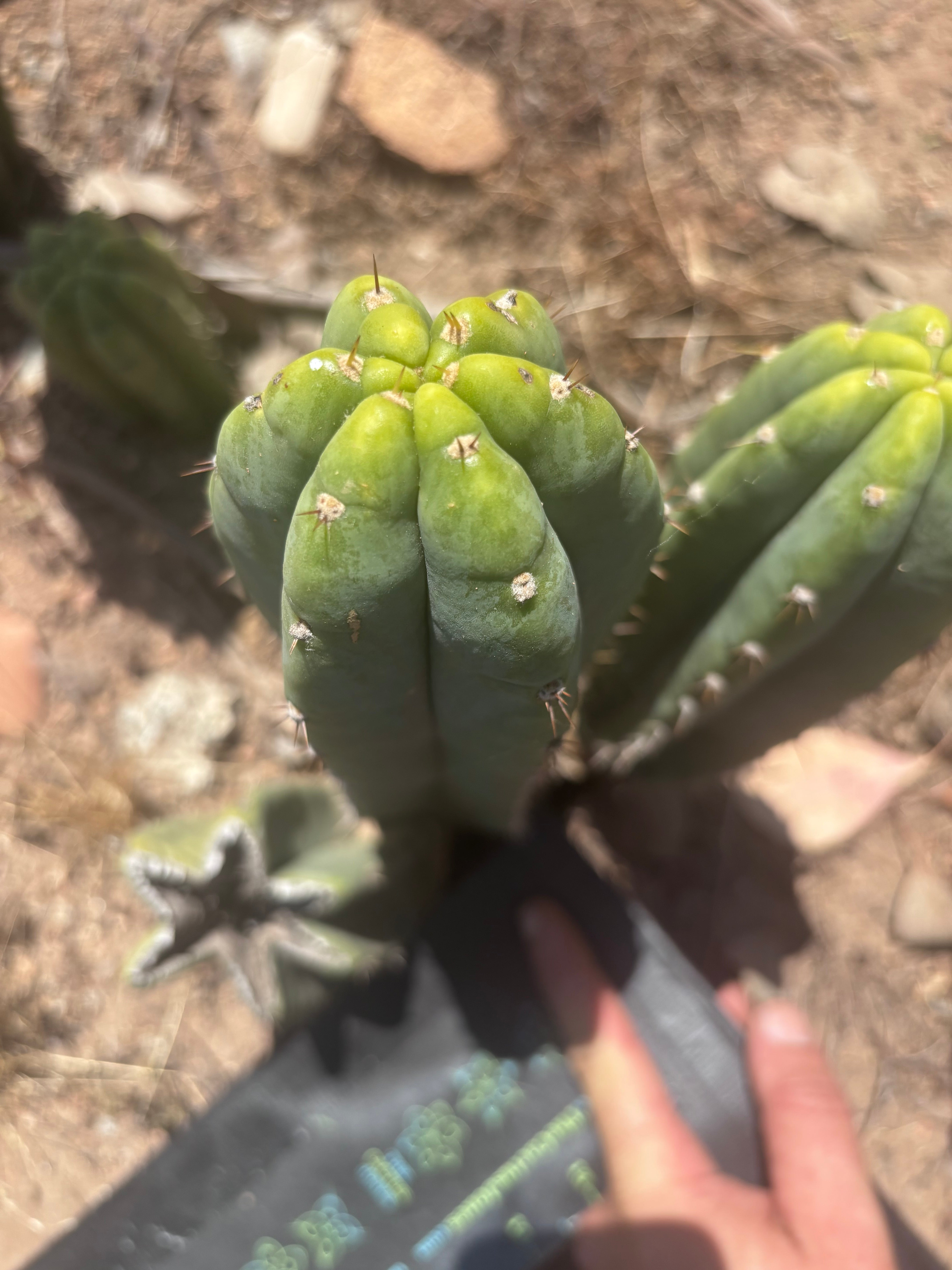 👑🌶️🌶️ Landfill — 10” Pup