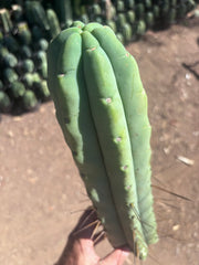 👑💎🌶️🌶️ Eileen — 15” Mega Tip