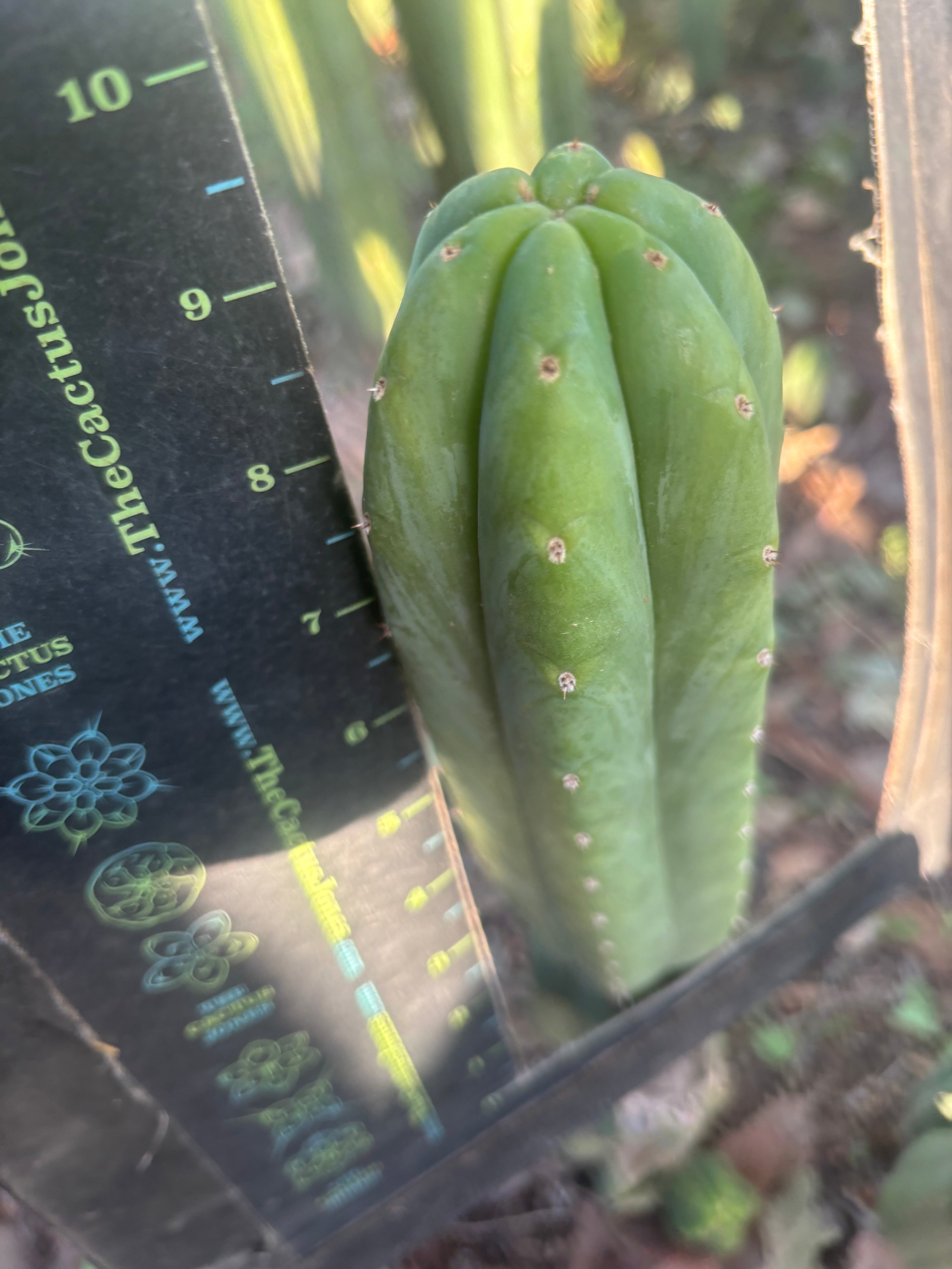 🔰 Vari Pachanoi — 8.5” Tip