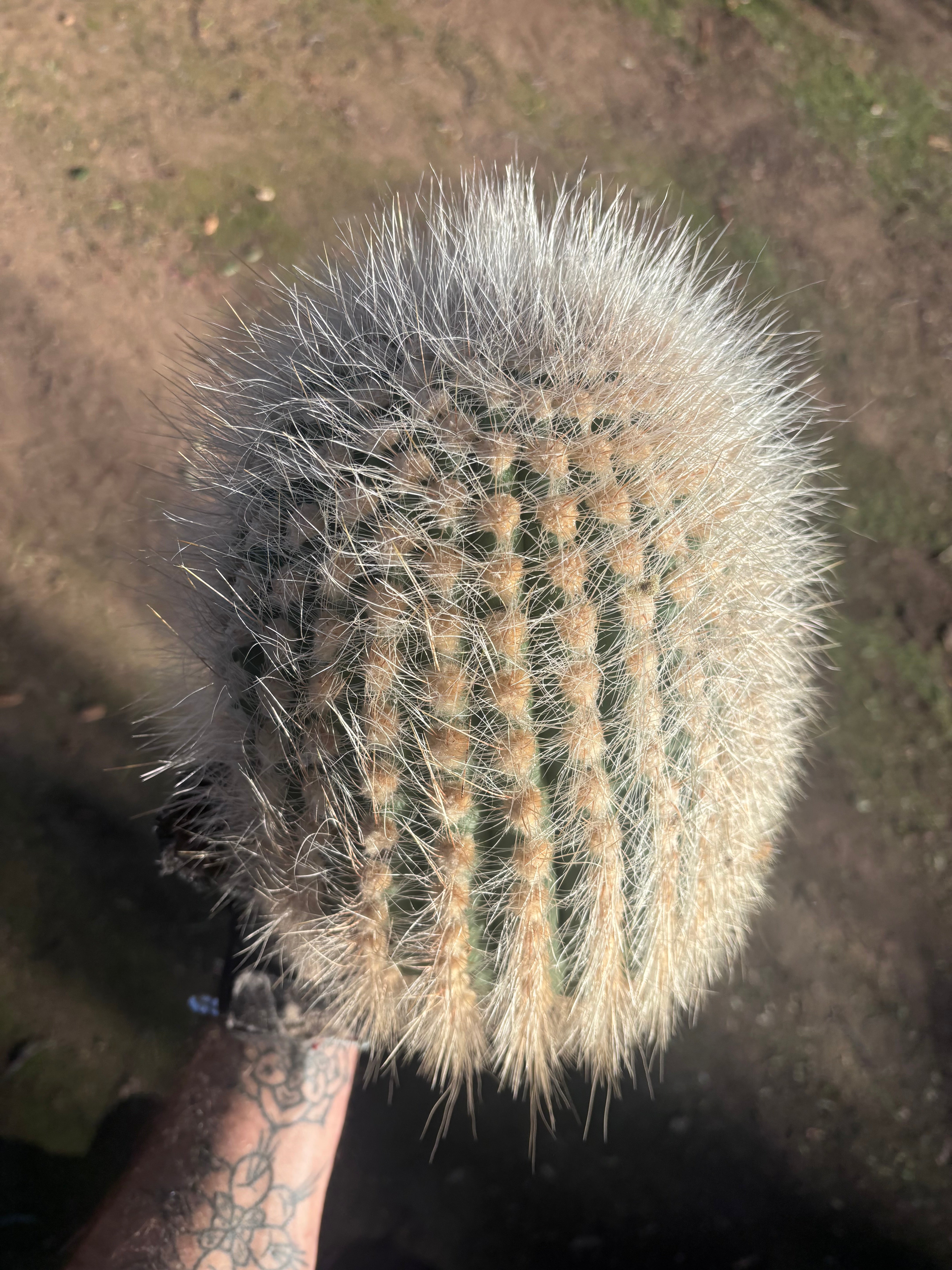 💎 T. Atacamensis — 11” x 9” Melon