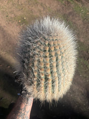 💎 T. Atacamensis — 11” x 9” Melon