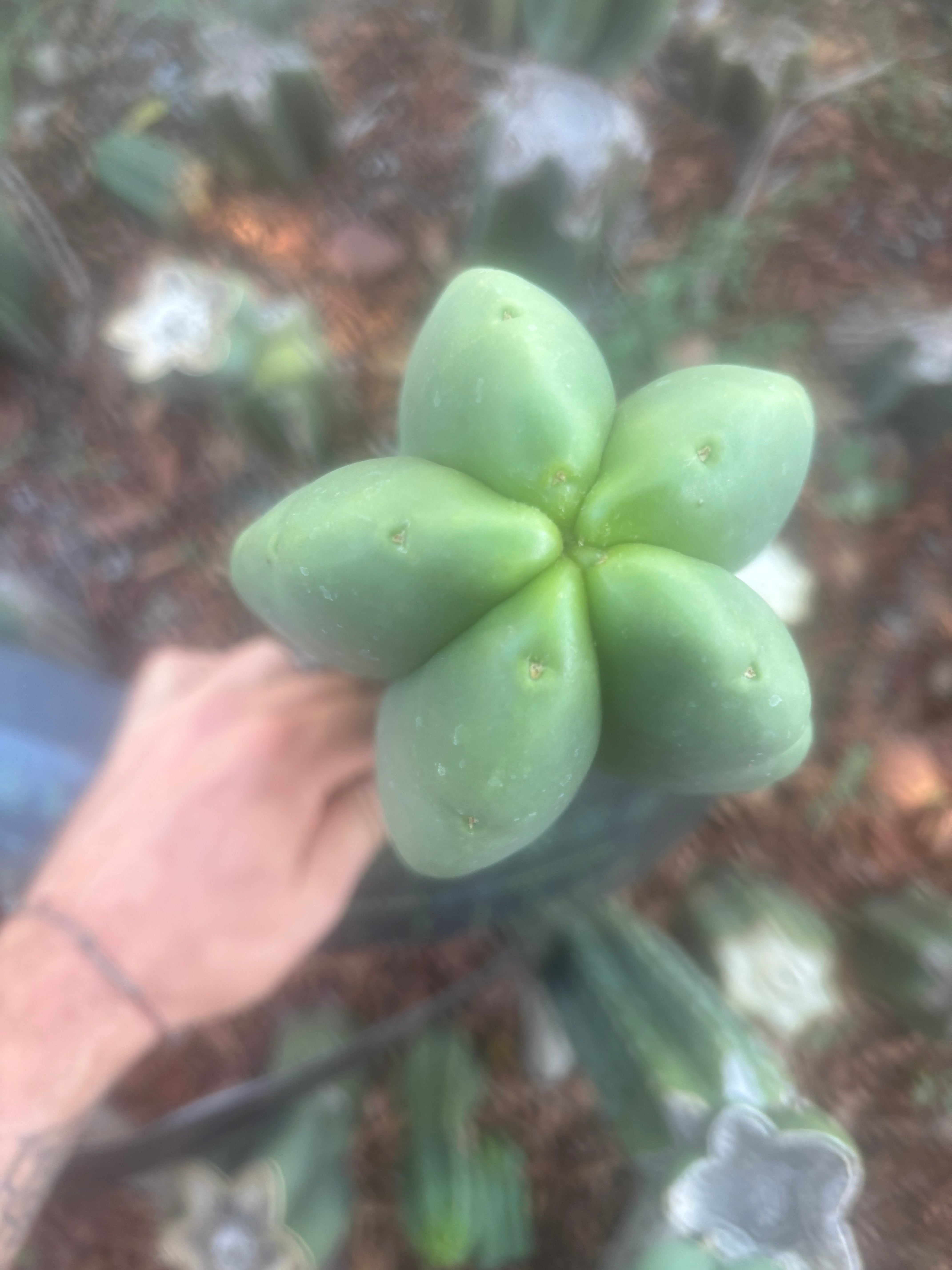 💎👑🌶️ Ferah — FAT 10” Tip