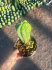 👑🌶️🌶️ Ogun — Rooted Mid with 13” Pup