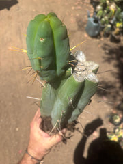 💎👑🌶️🌶️ Eileen — FAT XL Rooted Mid with Fourwang Pup