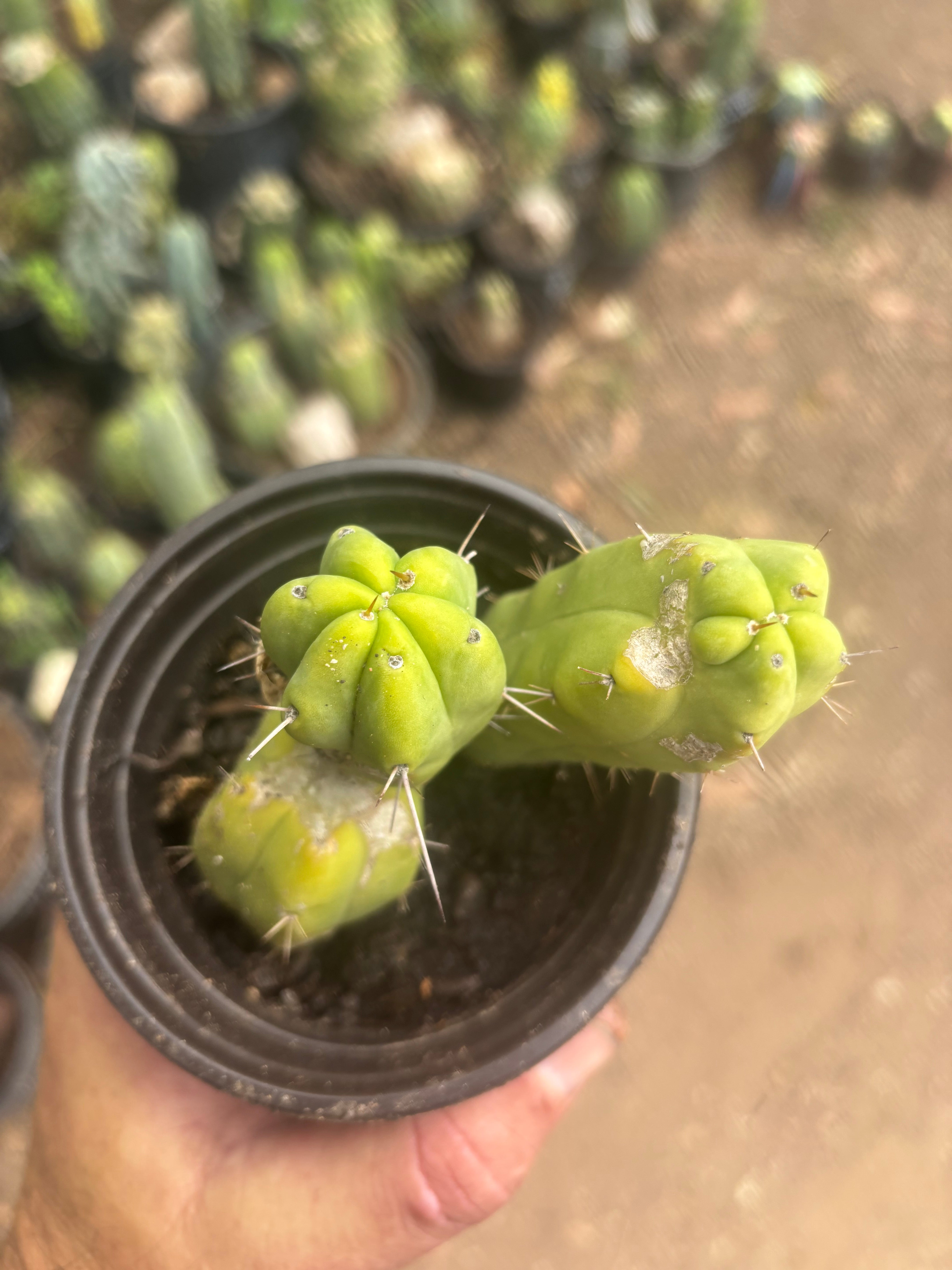 👑🌶️🌶️ Dulzura — Two Lil’ Rooted Tips