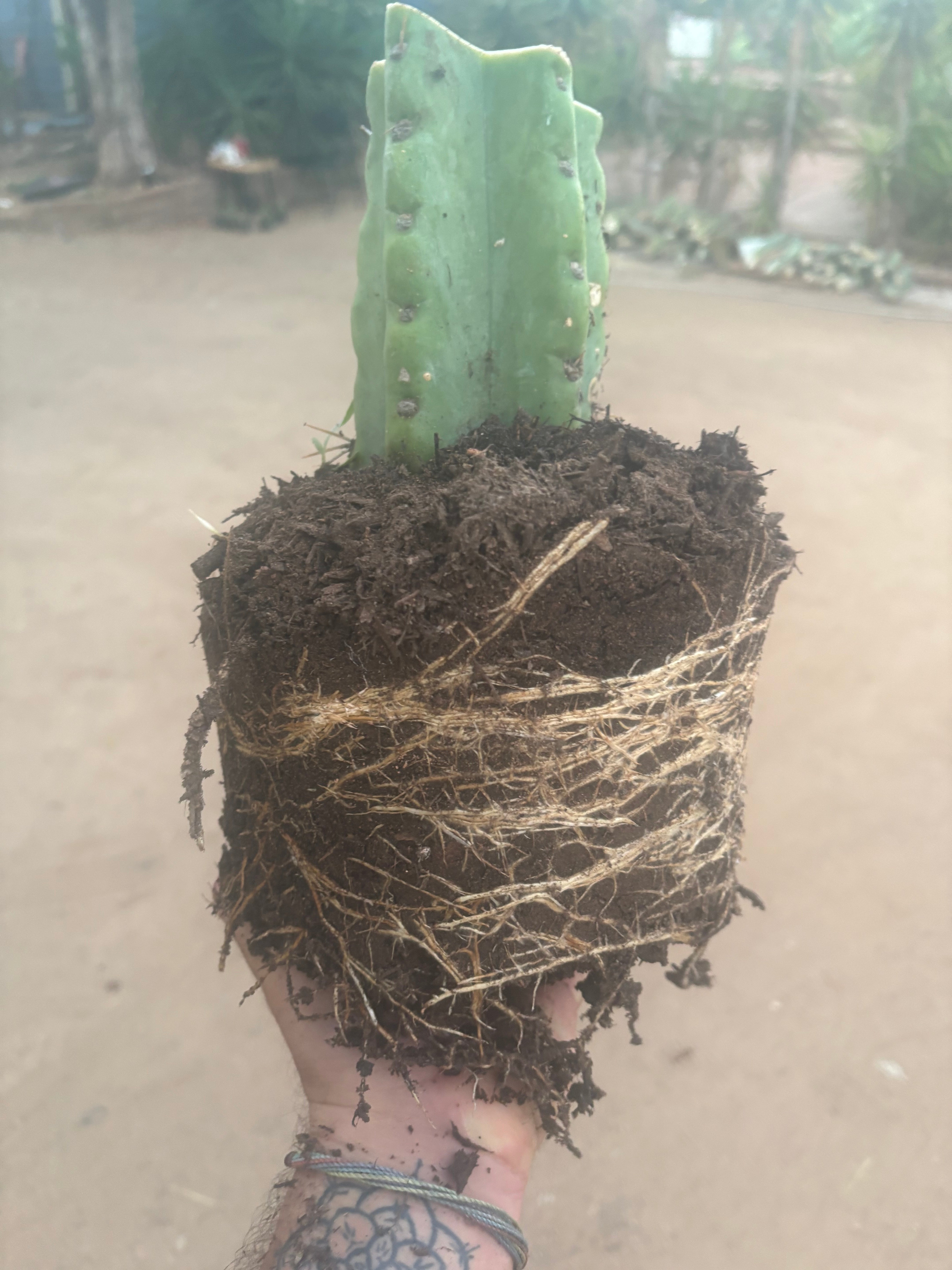 💎🌶️🌶️ NOM — Fully Rooted XL Stump