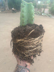 💎🌶️🌶️ NOM — Fully Rooted XL Stump