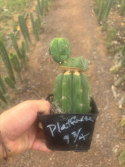 💎👑🌶️ Platform 9 3/4  — Established Puck Graft w/ Pup on Rooted PC