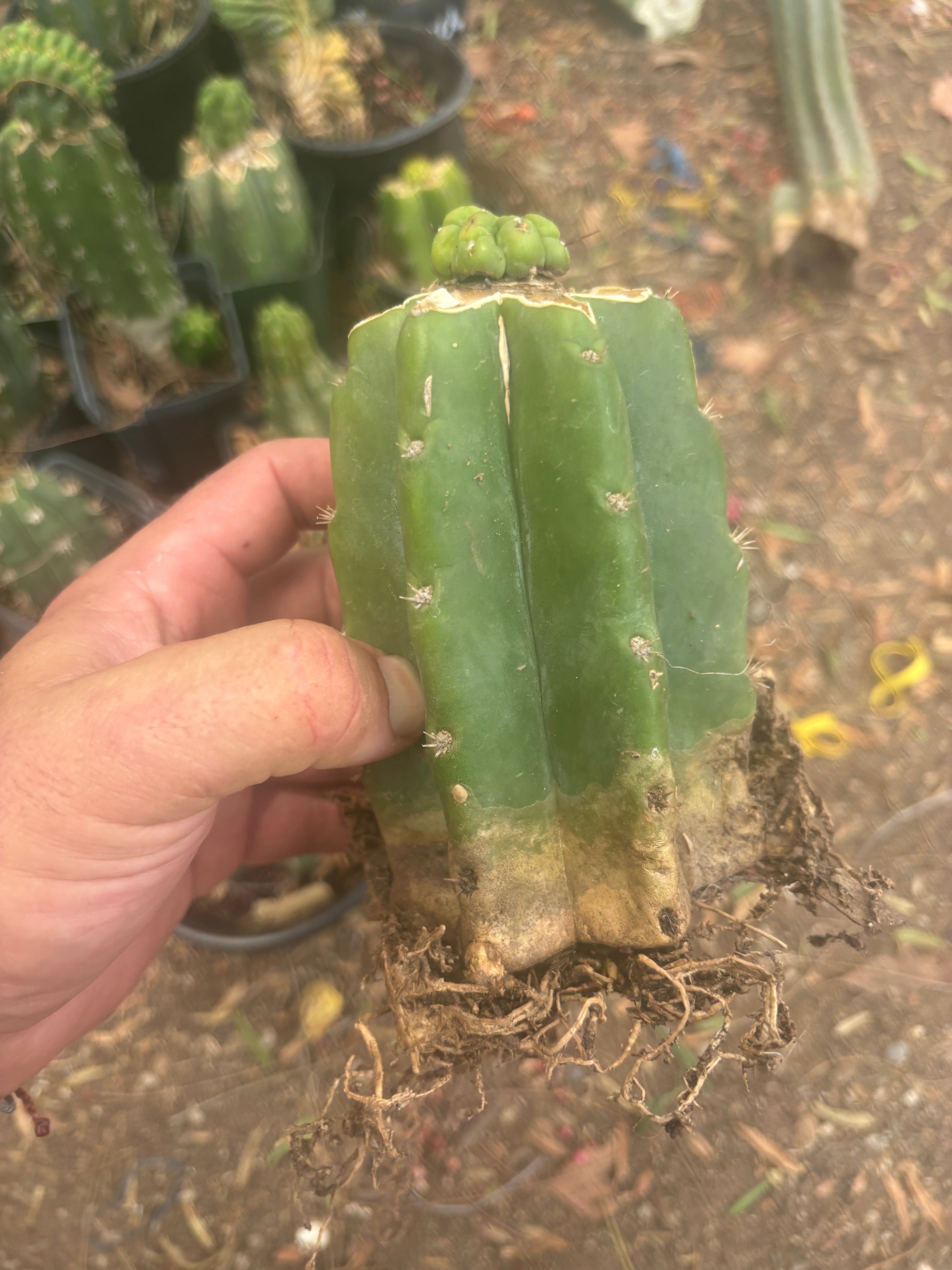💎👑💎 Havran — Pup Graft on Rooted PC