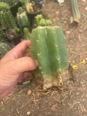 💎👑💎 Havran — Pup Graft on Rooted PC