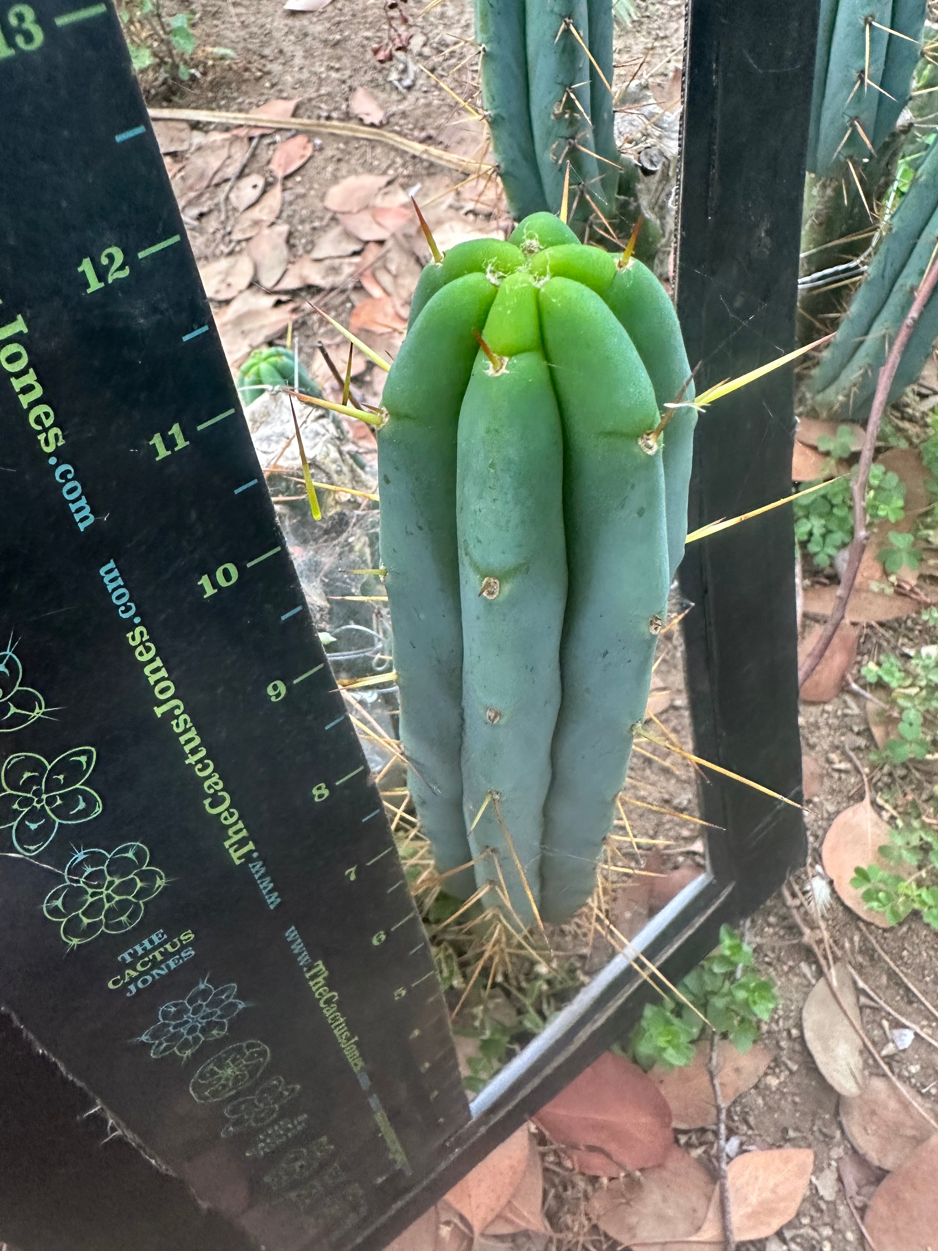 🌶️ Baker Helen Bridge — 12” Tip