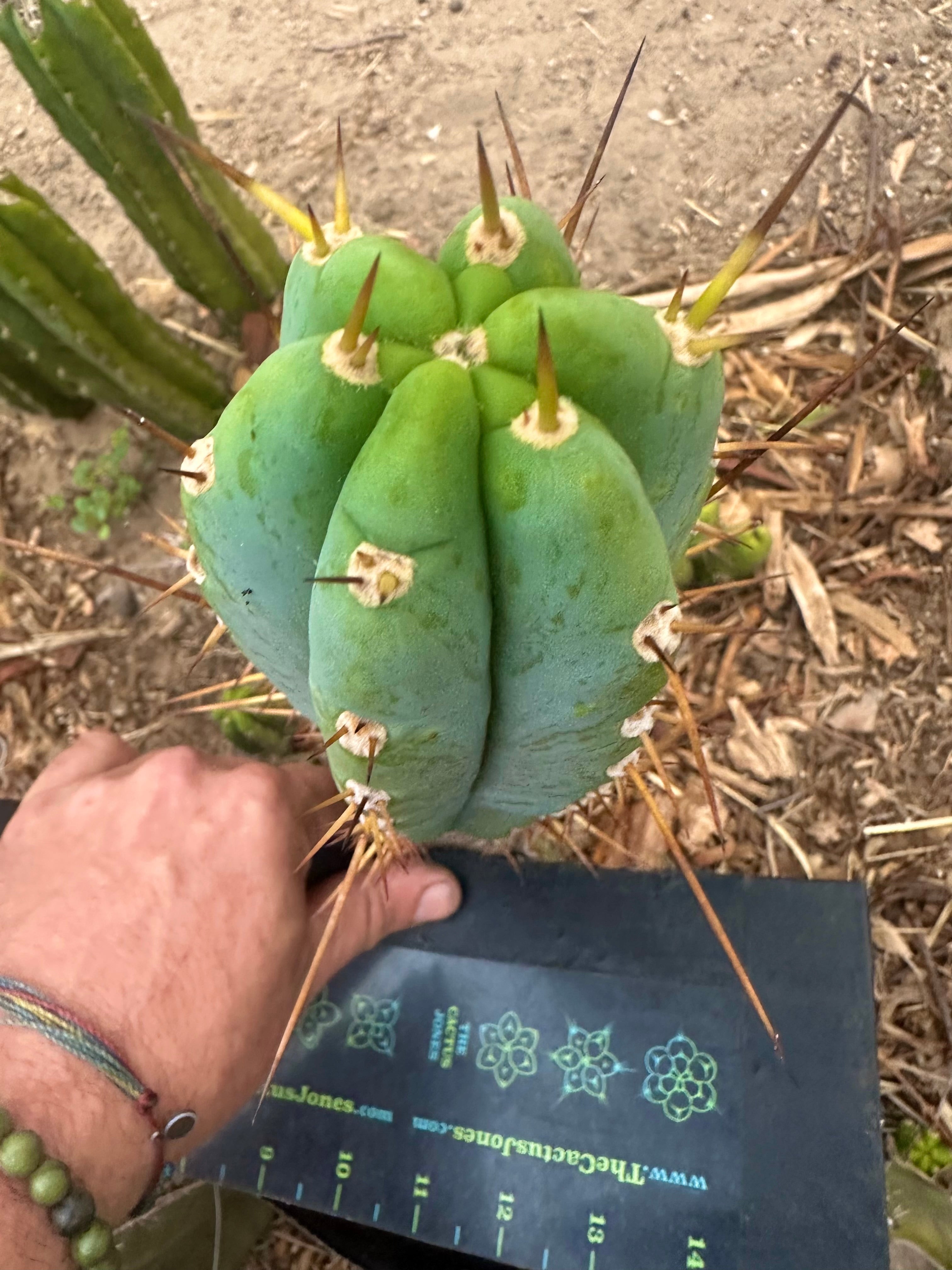 -👑🌶️ Sharina — 10” Pup