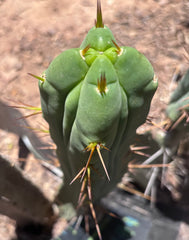 👑🌶️🌶️ Dulzura Wax — Fourwang 10” Pup