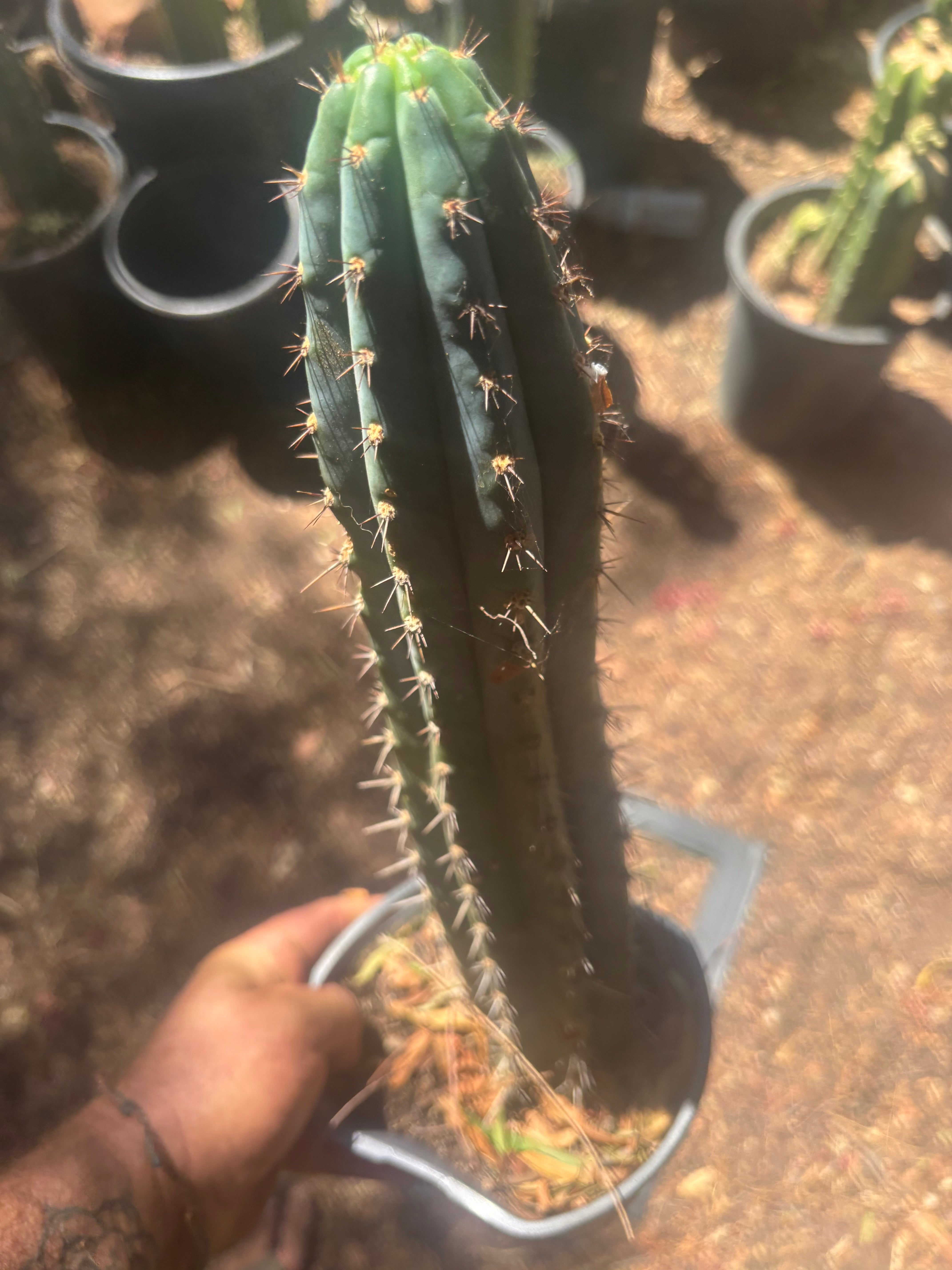 💎👑 Ferret — Rooted 14” Tip