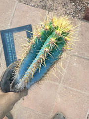 Pilosocereus Azureus   — 15” Tip