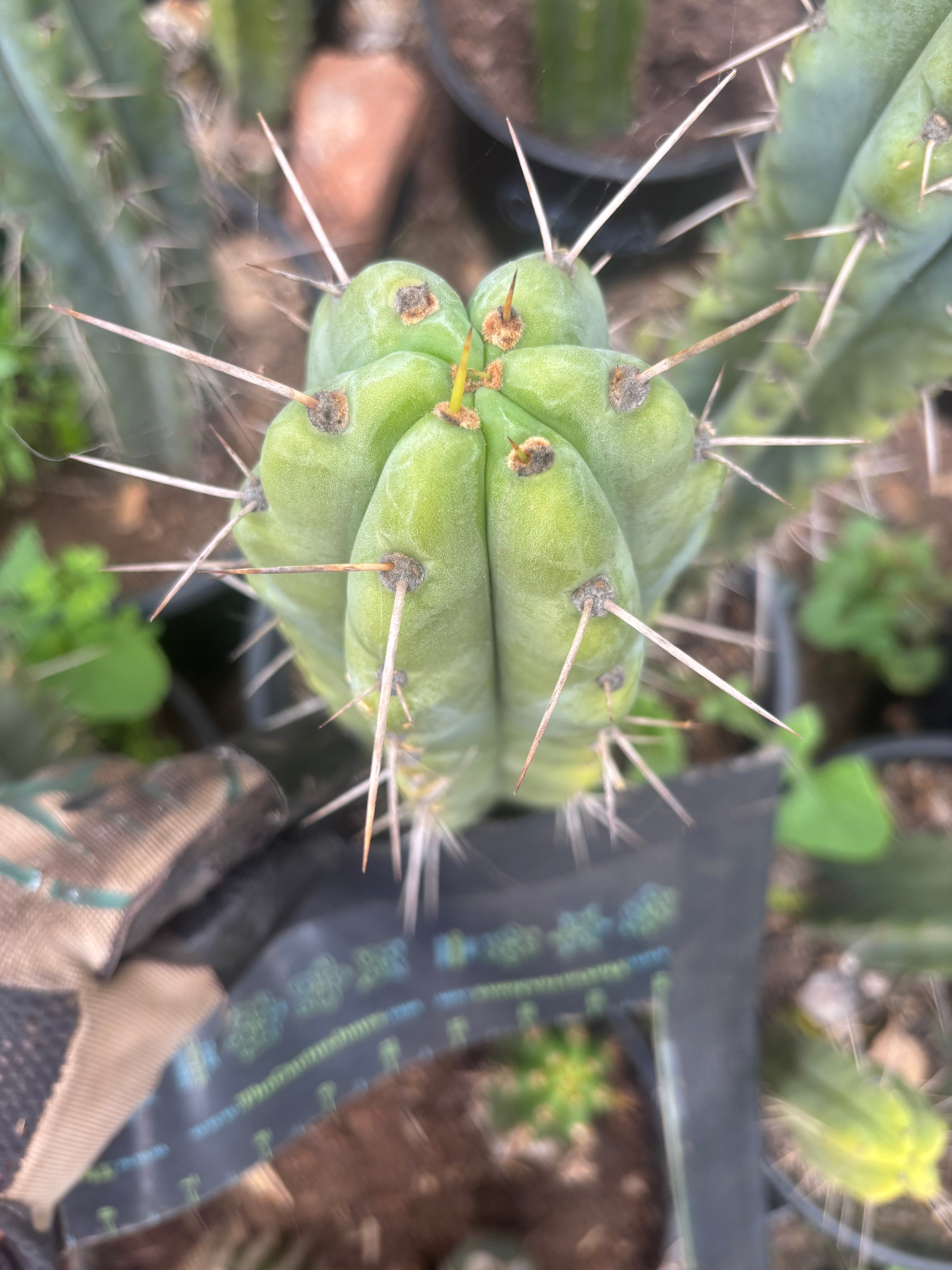 💎🌶️🌶️ NOM — 8.5” Tip