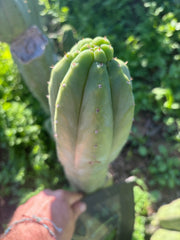 👑🌶️ Maipu — XL 13” Tip