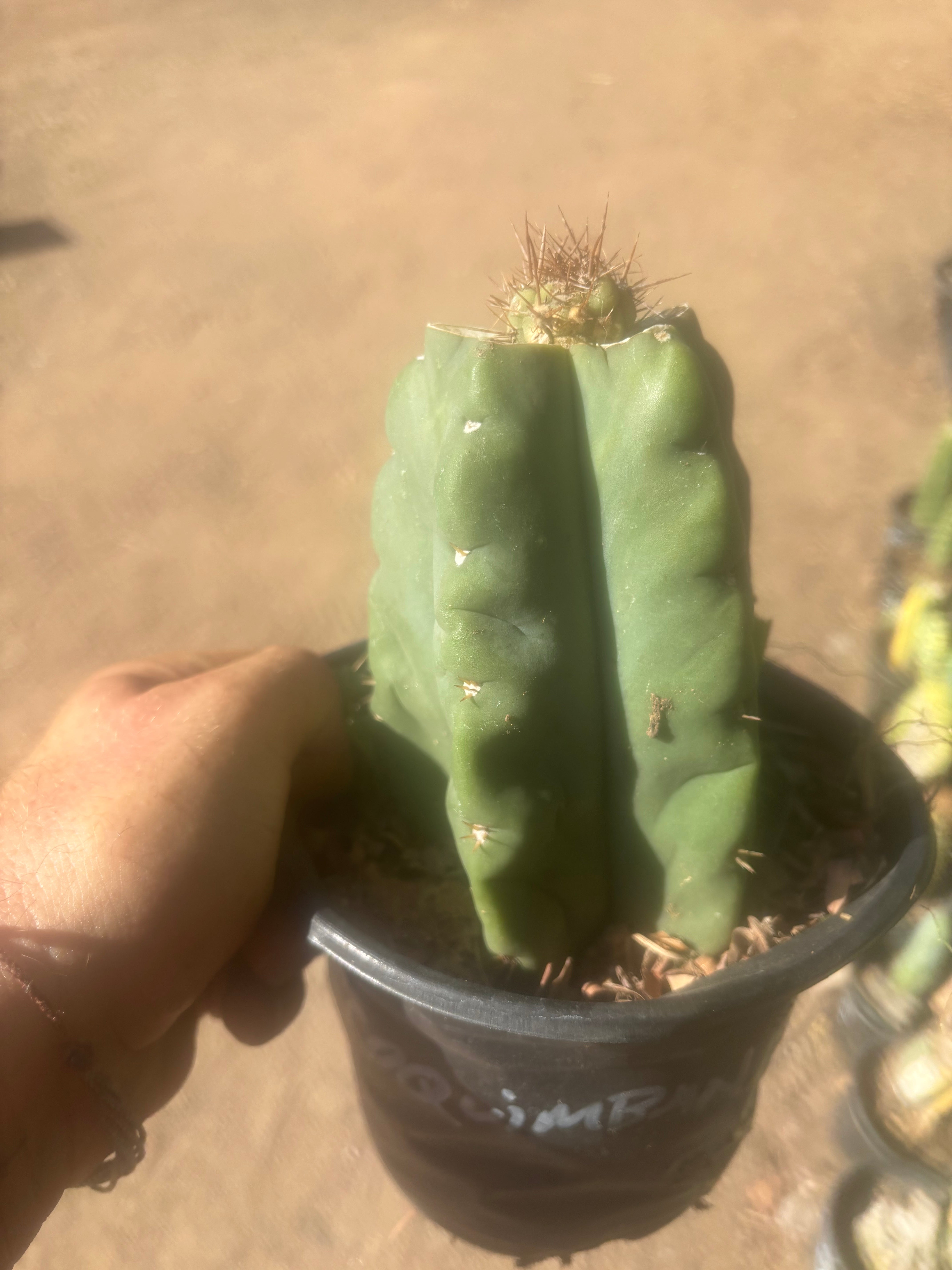 💎👑💎 T. Coquimbanus — Pup Graft on Rooted Scop