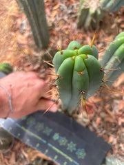 👑🌶️🌶️ Pala — Another 9” Pup