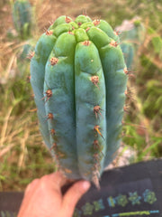 💎👑💎 Papa Smurf — XL Beefy 11” Pup