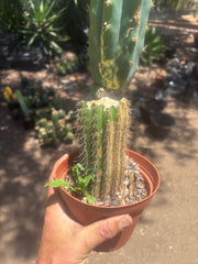💎👑🔰 VFV — Ventucky x Fillmore Variegated — Rooted Slab Graft w/ Big Pup