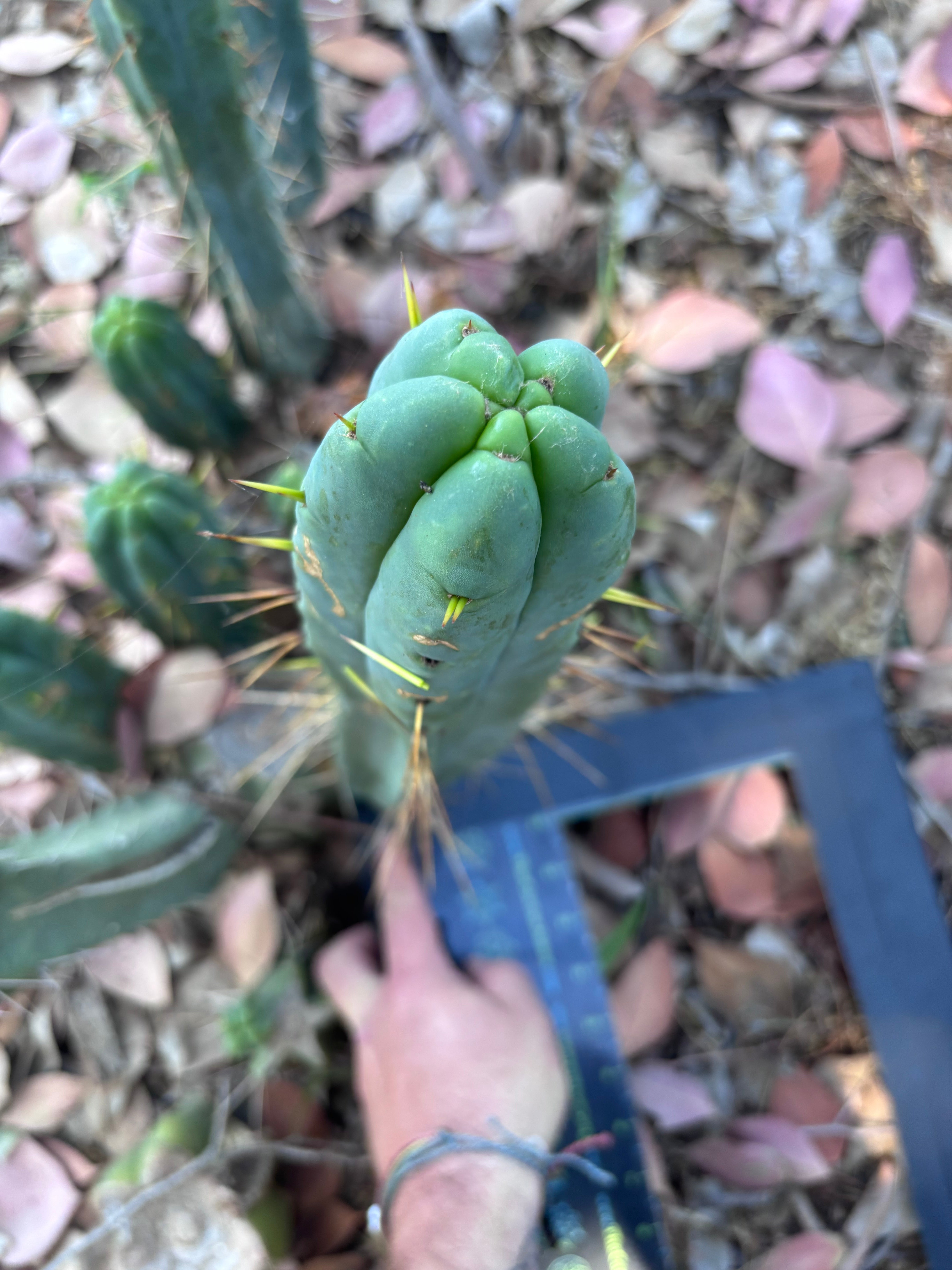 👑🌶️ BBB —  XL 15” Pup