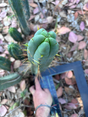 👑🌶️ BBB —  XL 15” Pup