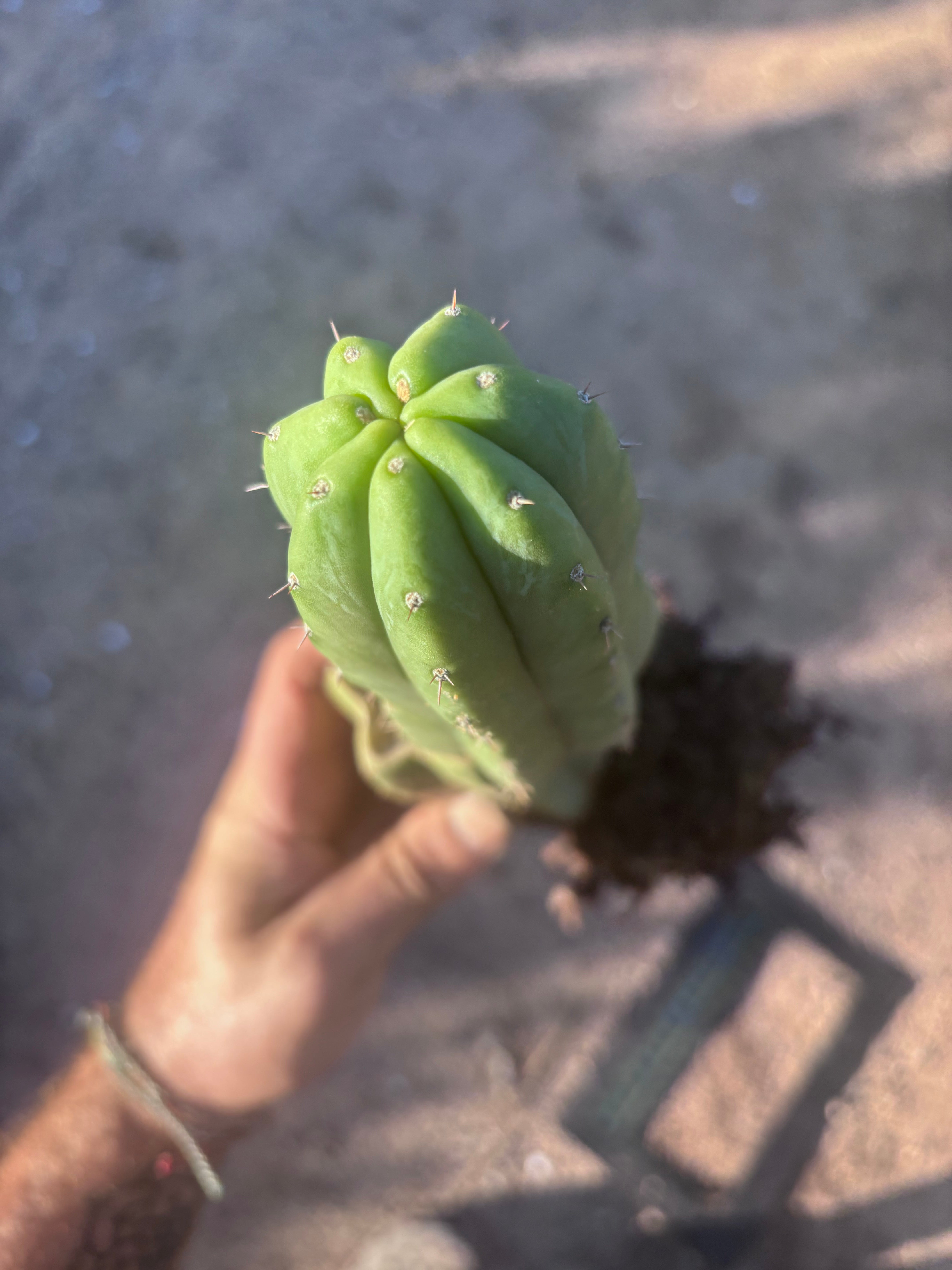 👑🌶️ Genesis — 12” Rooted