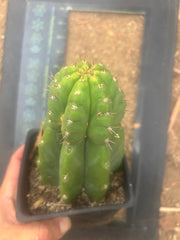 💎👑💎 Parque de Leyendes —BK08611.4 Clone A —  “Work of Art” Tip Graft on Rooted Stock