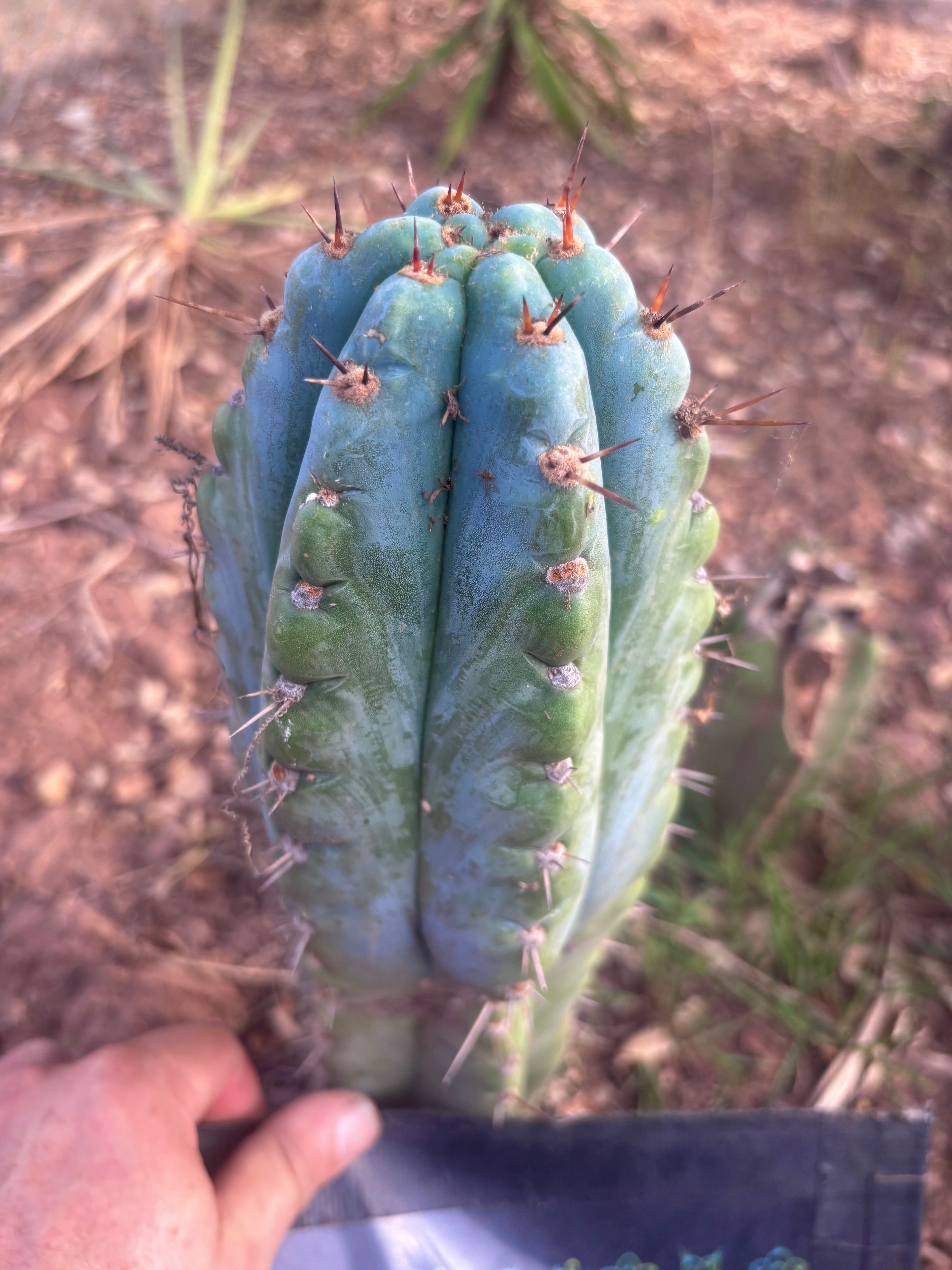 💎👑💎 Papa Smurf — Fat 10” Tip