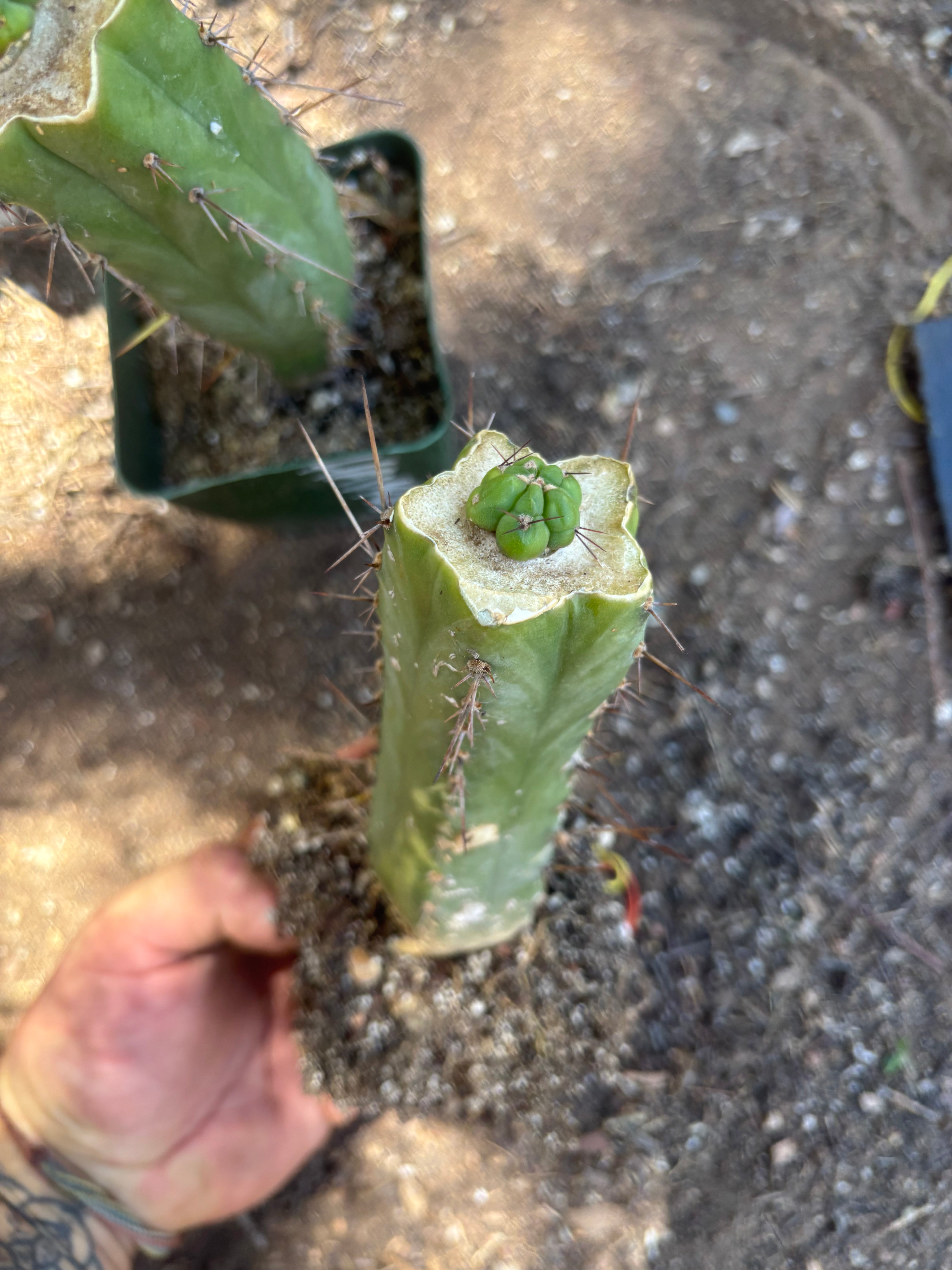 💎👑💎 Havran — Pup Graft on Rooted Hammer (2 Available)