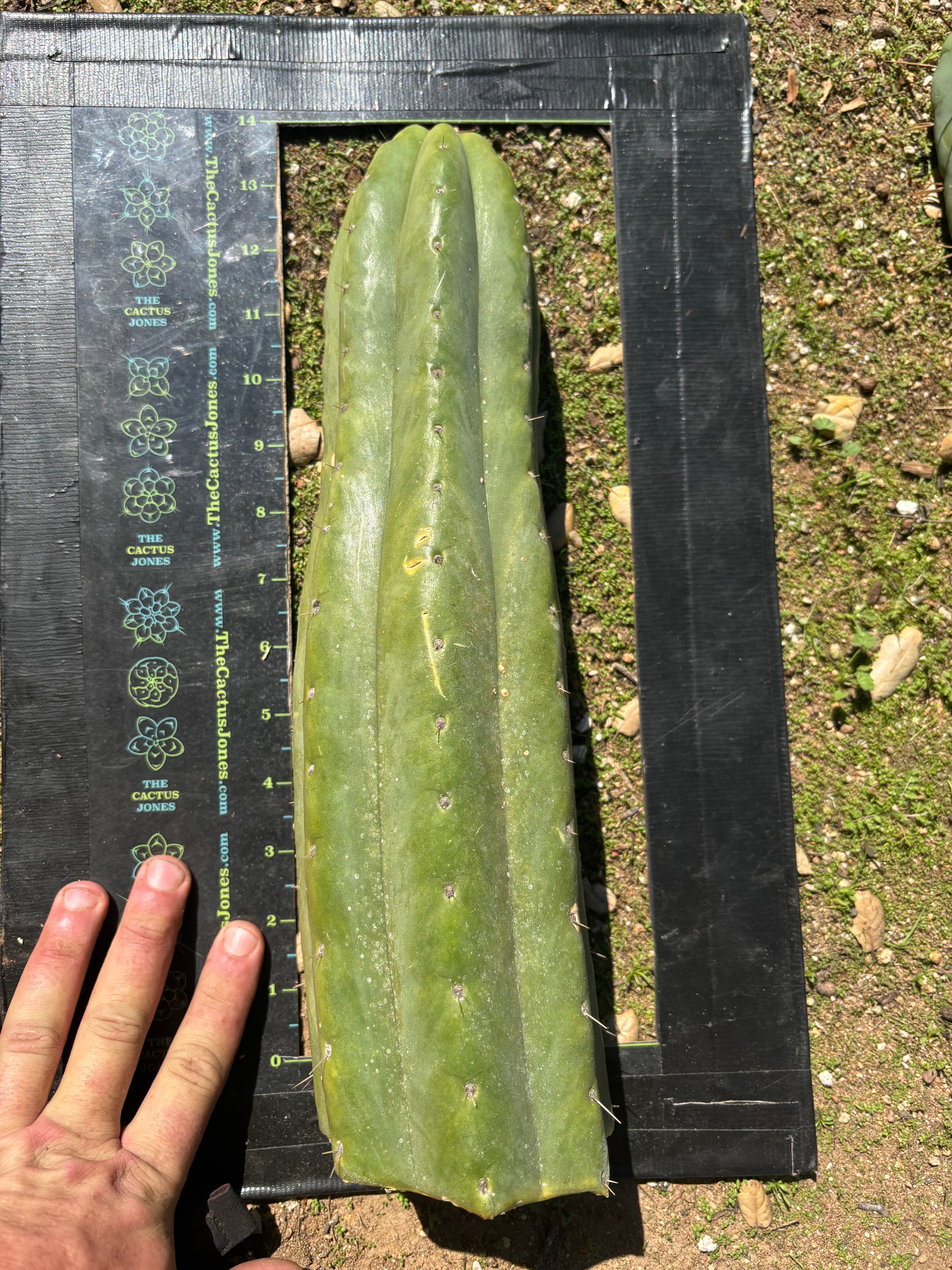 💎👑🌶️ Tom Juuls Giant  — XL 15” Tip