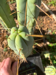 👑🌶️ Exotic Gardens — 10” Pups