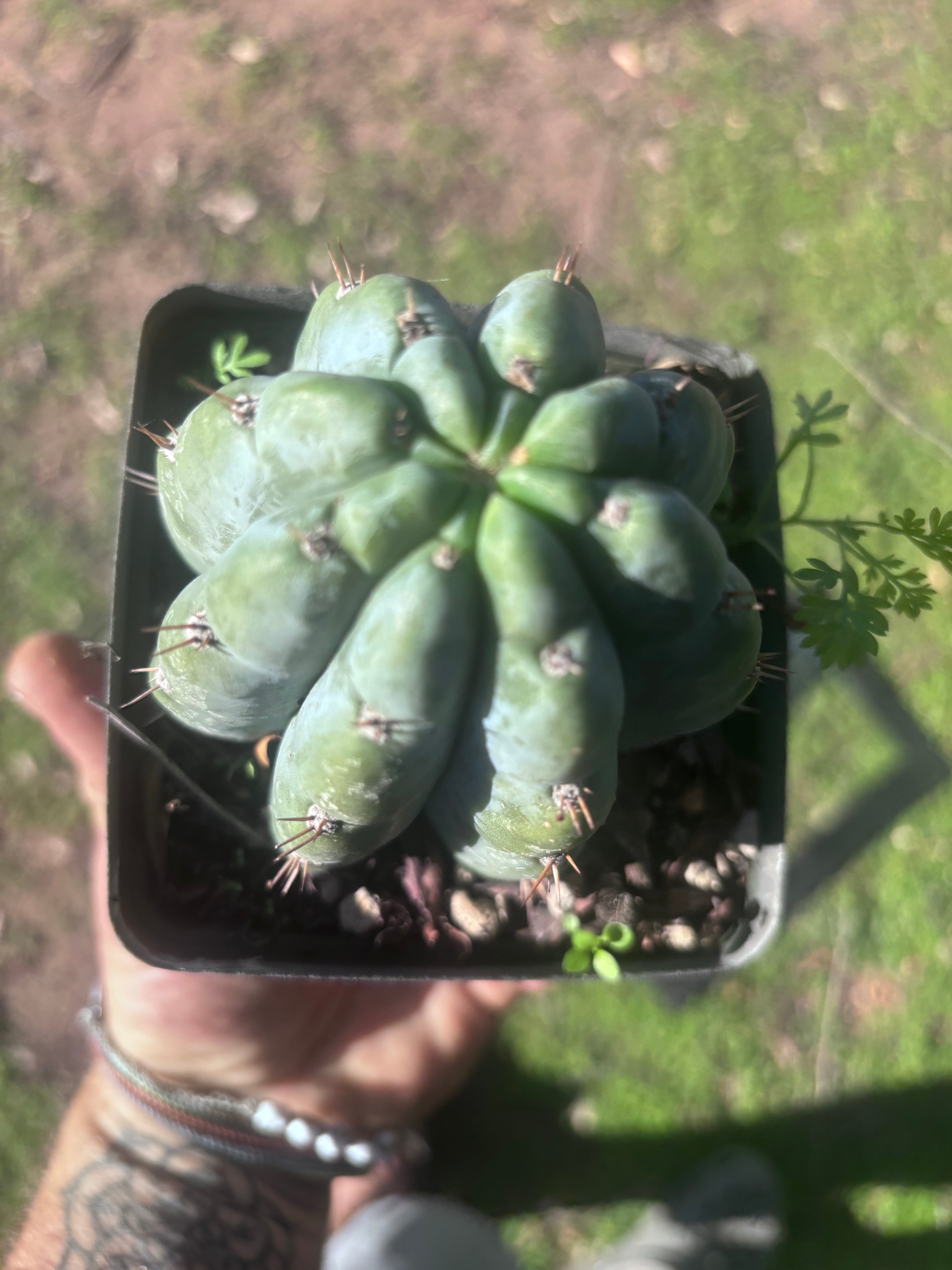 👑🌶️ Shine01 — Fat Rooted Tips