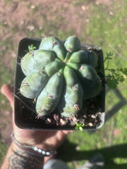 👑🌶️ Shine01 — Fat Rooted Tips