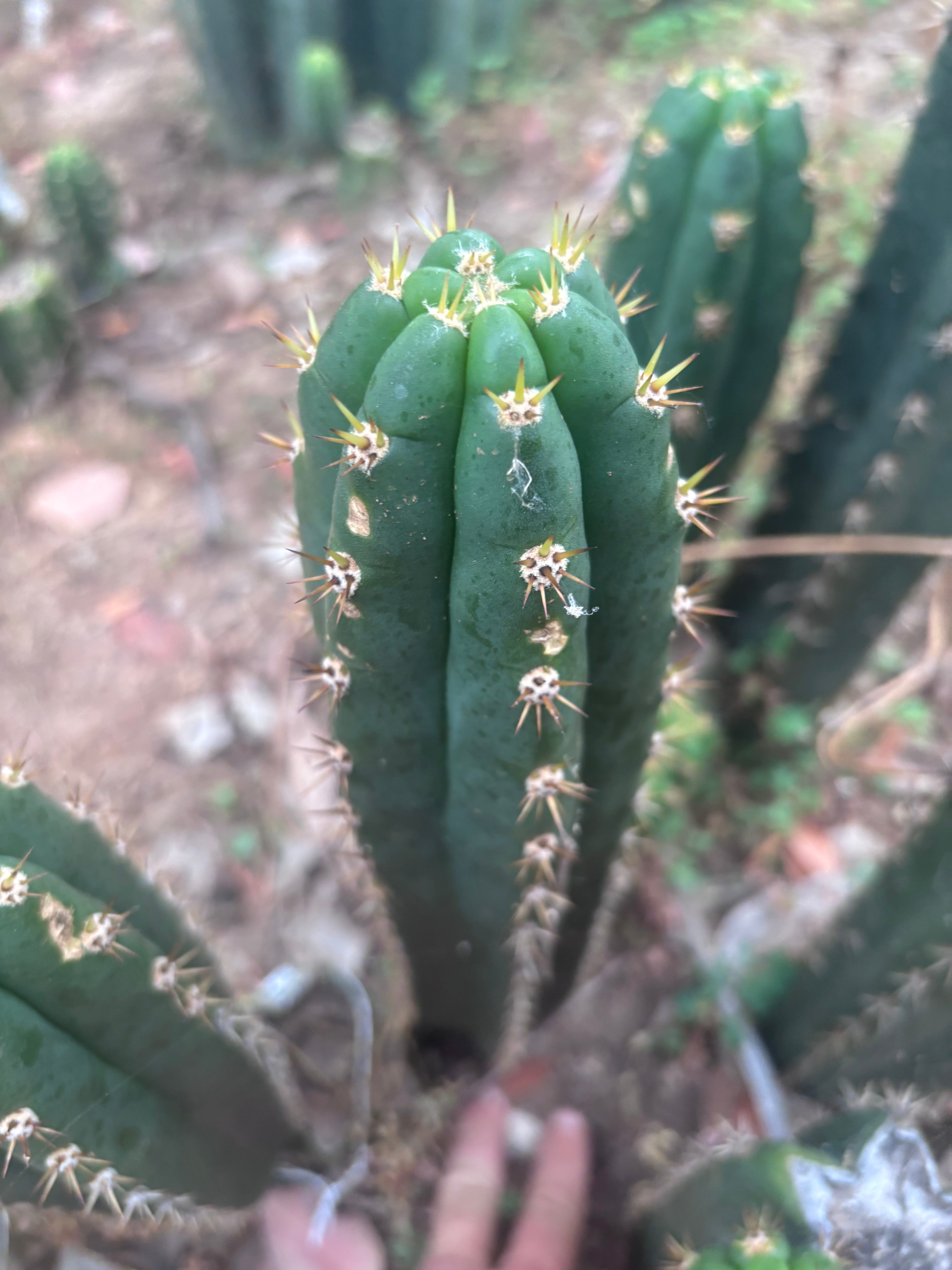 👑🌶️ Huancabamba— 13” Tip