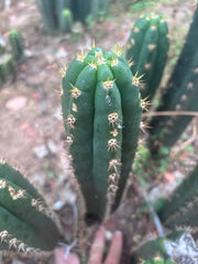 👑🌶️ Huancabamba— 13” Tip