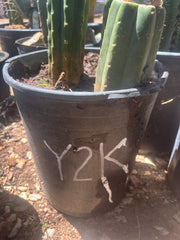 💎👑💎 Y2K  — 6” Tip