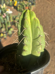 💎🌶️🌶️ NOM — Fully Rooted Grenade