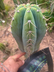 💎👑🌶️ CGG — Massive 10” Tip